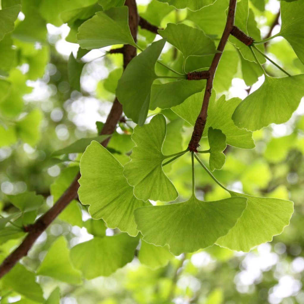 Ginkgo biloba