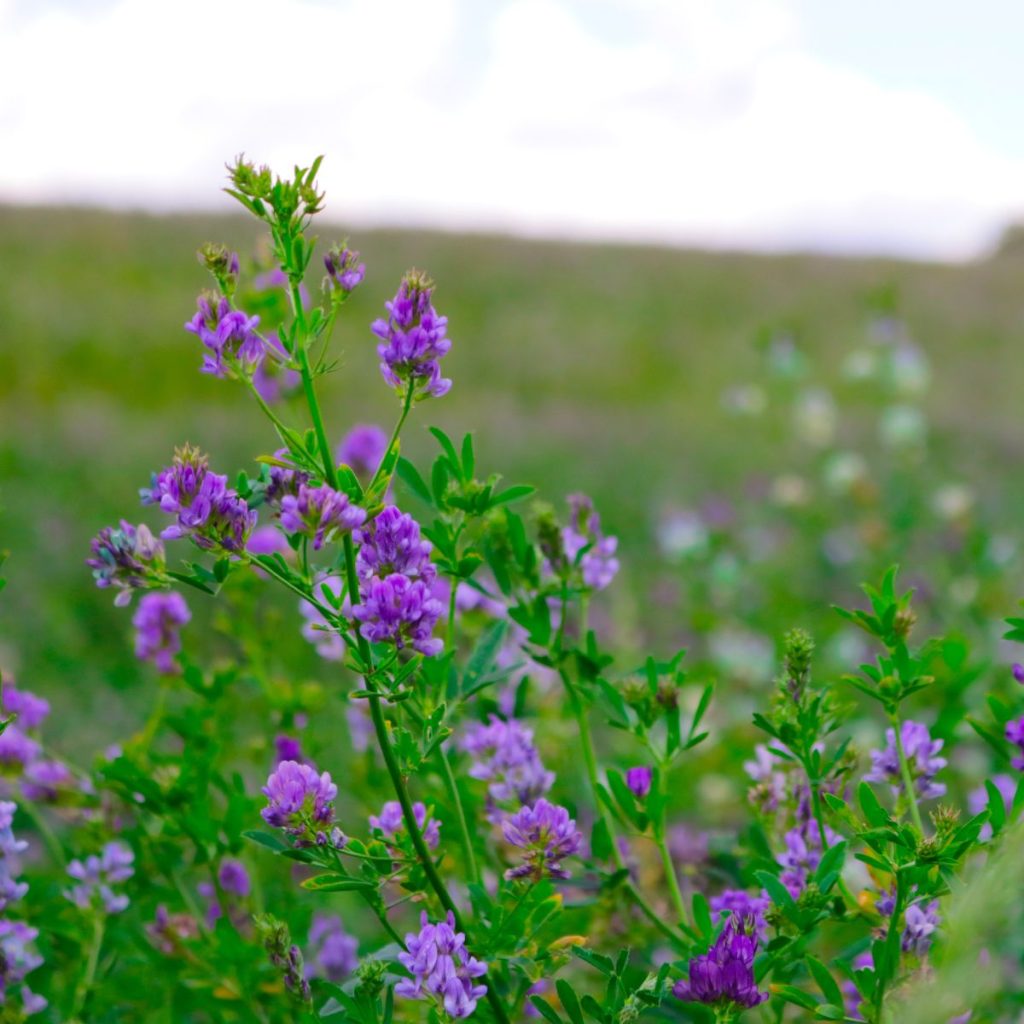 Alfalfa