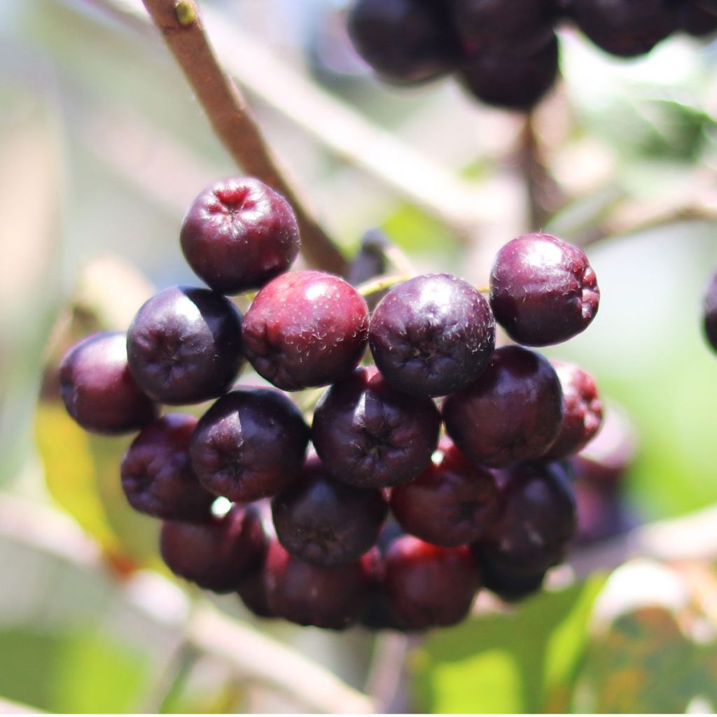 Acai